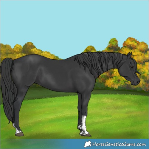 Horse Color:Black Tobiano Rabicano 
