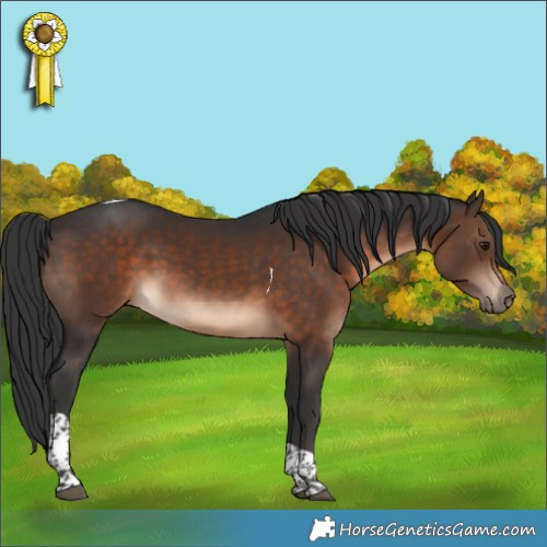 Horse Color:Brown Tobiano 