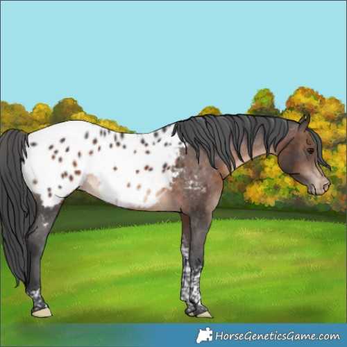 Horse Color:Brown Tobiano Appaloosa 