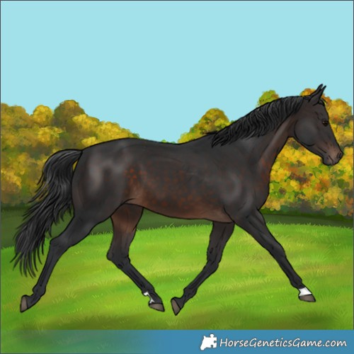 Horse Color:Brown 