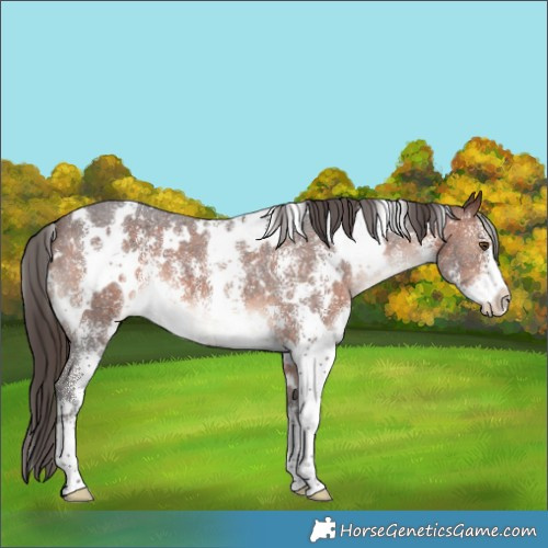 Horse Color:White Spotted Brown Sabino Appaloosa 