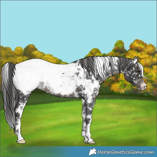Horse Color:White Spotted Black Appaloosa 