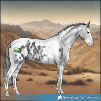Horse Color:Black Sabino Splash Tobiano Appaloosa 