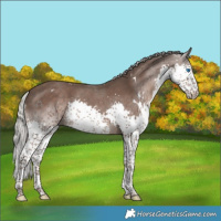 Horse Color:White Spotted Silver Black Splash 