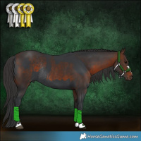 Horse Color:Black Rabicano and Brown Rabicano
