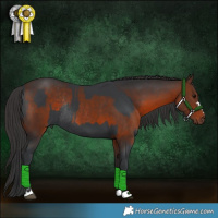 Horse Color:Black Rabicano and Brown Rabicano