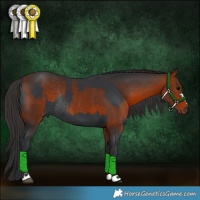 Horse Color:Black Rabicano  and Brown Rabicano 