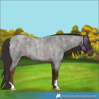 Horse Color:Liver Red Roan 