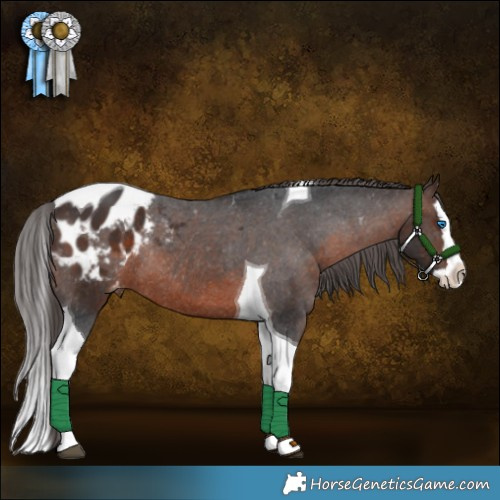 Horse Color:Brown Splash Tobiano Appaloosa Rabicano 