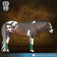 Horse Color:Brown Splash Tobiano Appaloosa Rabicano 