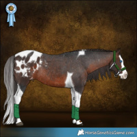 Horse Color:Brown Splash Tobiano Appaloosa Rabicano