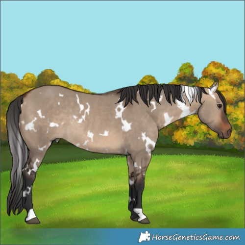 Horse Color:White Spotted Bay Dun Rabicano