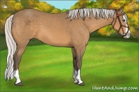Horse Color:Silver Buckskin Sabino Splash 