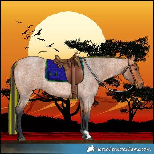 Horse Color:Painted Bay Roan 