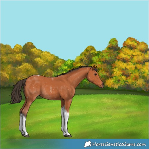 Horse Color:Bay Tobiano 