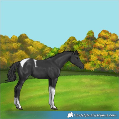 Horse Color:Black Tobiano 