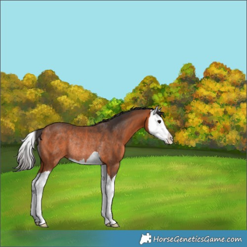 Horse Color:Bay Splash Rabicano 