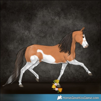 Horse Color:Bay Splash Frame