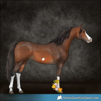 Horse Color:Bay Splash Frame 