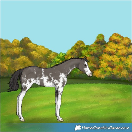 Horse Color:Smoky Grullo Sabino 