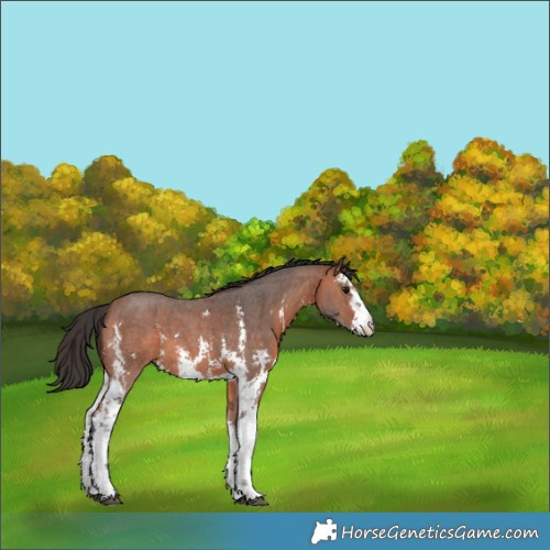 Horse Color:Bay Sabino 