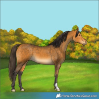 Horse Color:Buckskin 