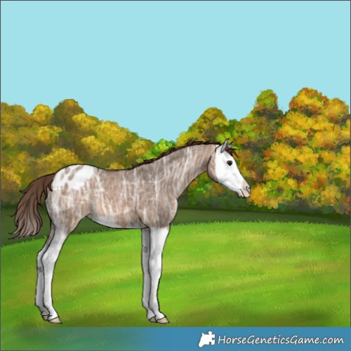 Horse Color:Brown Ice Dun Splash Appaloosa 