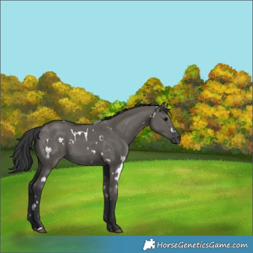 Horse Color:White Spotted Grullo 
