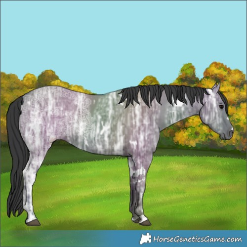 Horse Color:White Spotted Grullo Ice 