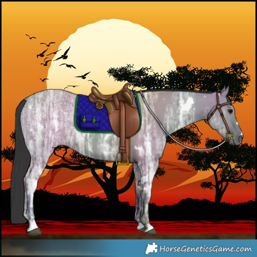 Horse Color:White Spotted Grullo Ice 