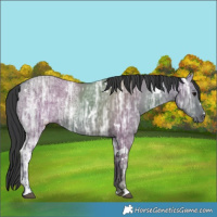 Horse Color:White Spotted Grullo Ice 