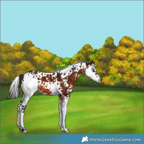 Horse Color:Gray Bay Splash Tobiano 