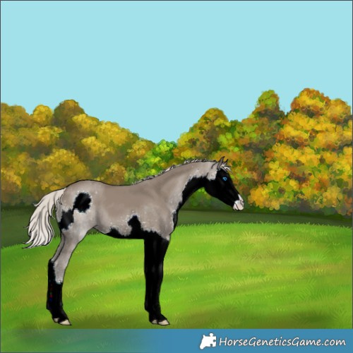 Horse Color:Silver Grullo Splash 