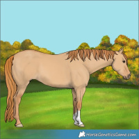 Horse Color:Red Dun 
