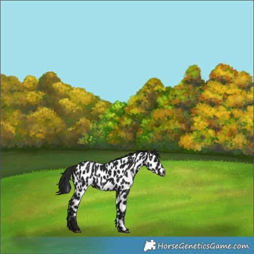 Horse Color:Gray Black Appaloosa 