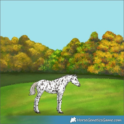 Horse Color:Gray Silver Black Appaloosa 
