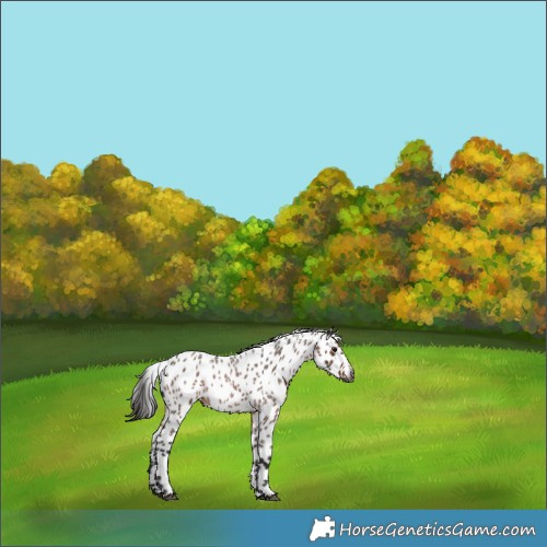 Horse Color:Gray Bay Roan Appaloosa 