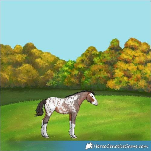 Horse Color:Bay Roan Splash Near Leopard 