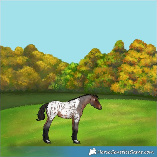 Horse Color:Gray Bay Roan Appaloosa 