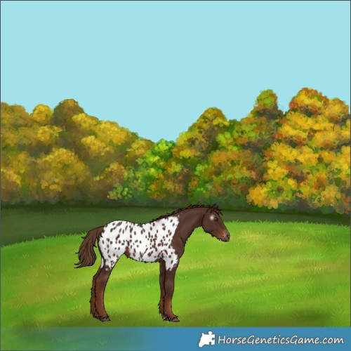 Horse Color:Gray Chestnut Appaloosa 