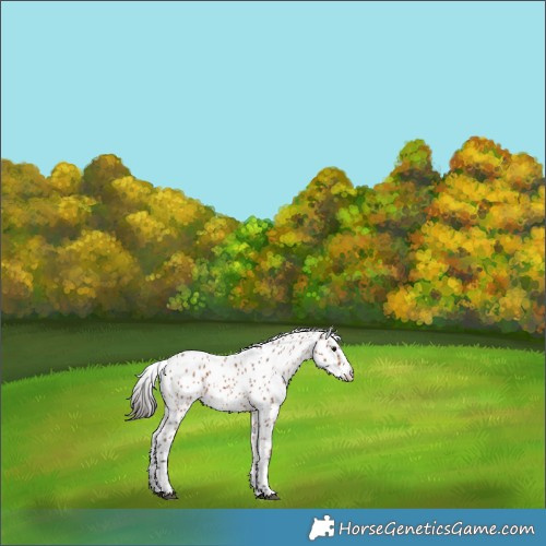Horse Color:Bay Roan Leopard 