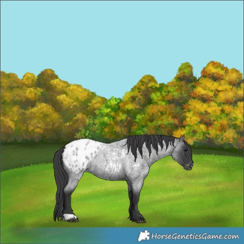 Horse Color:Blue Roan Appaloosa 