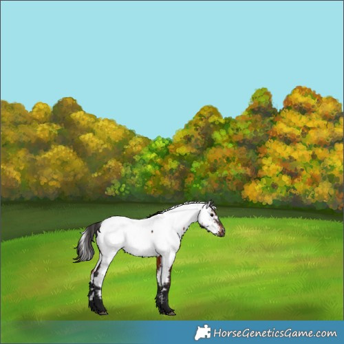 Horse Color:Gray Bay Appaloosa 