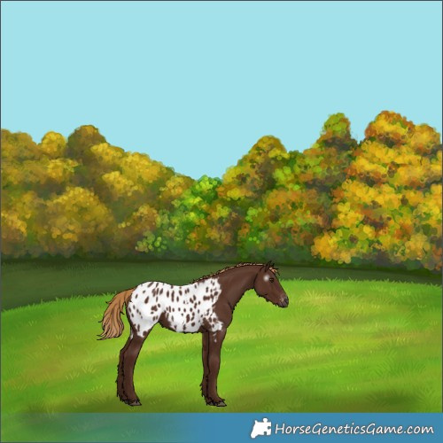 Horse Color:Gray Chestnut Appaloosa 