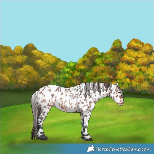 Horse Color:Bay Roan Appaloosa 