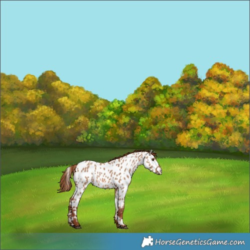 Horse Color:Red Dun Appaloosa 