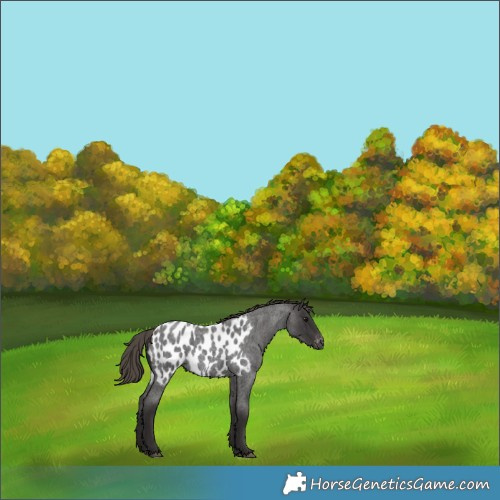 Horse Color:Smoky Blue Roan Appaloosa 