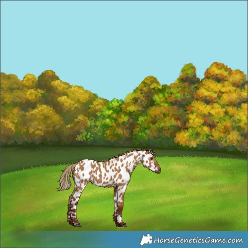 Horse Color:Gray Red Dun Appaloosa 