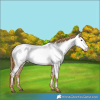 Horse Color:Red Roan Appaloosa 