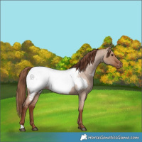 Horse Color:Red Dun Roan Near Fewspot